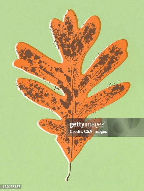 oak tree leaf - the fall stock illustrations