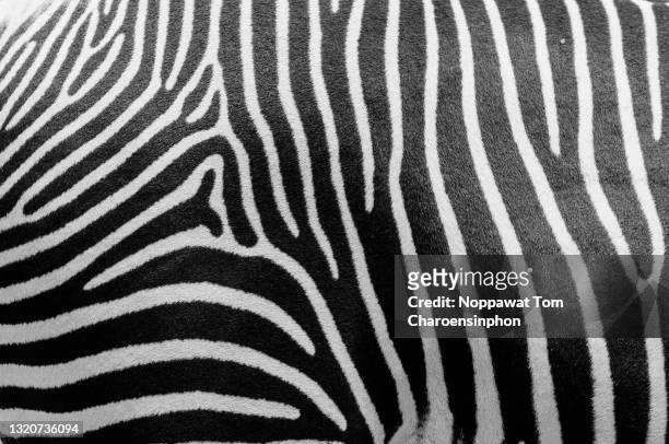 close up shot of zebra pattern - un seul animal photos et images de collection