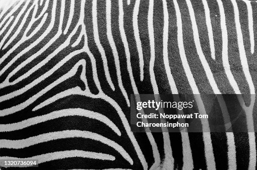 Close up shot of Zebra pattern Close up shot of Zebra pattern