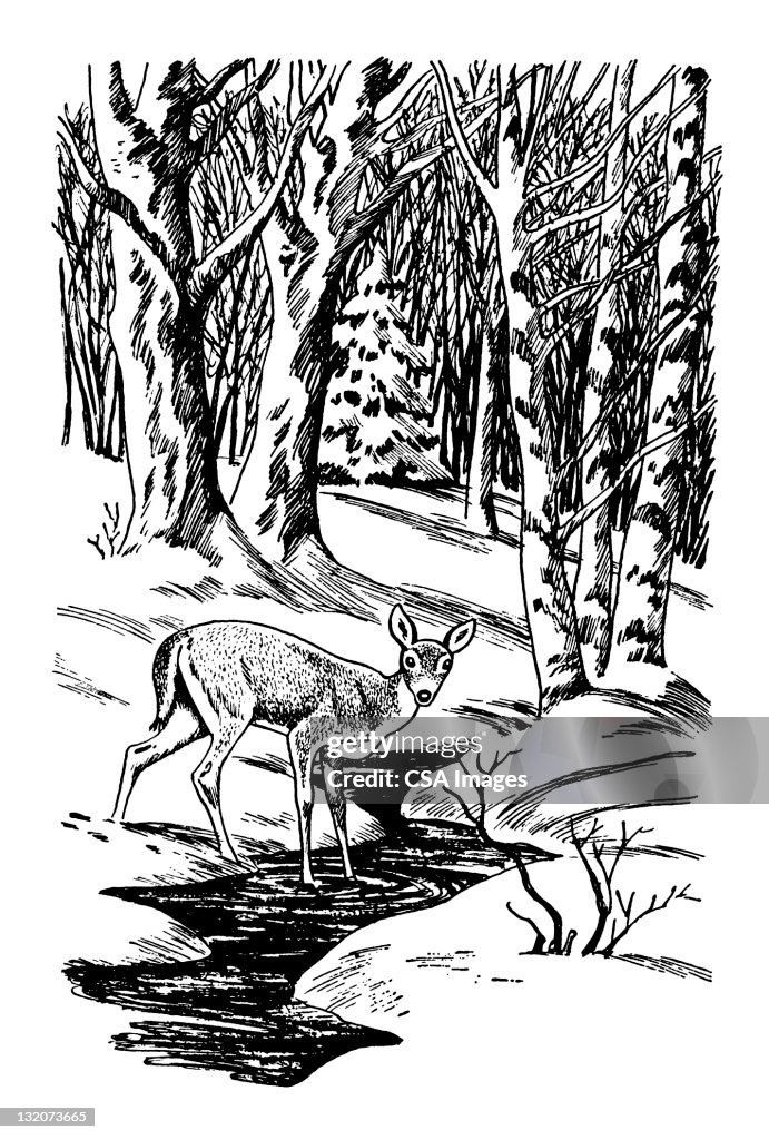 Deer in Forest