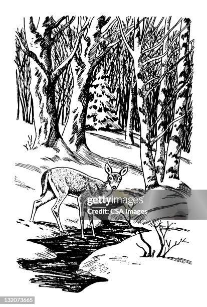 deer in forest - deer creek stock illustrations