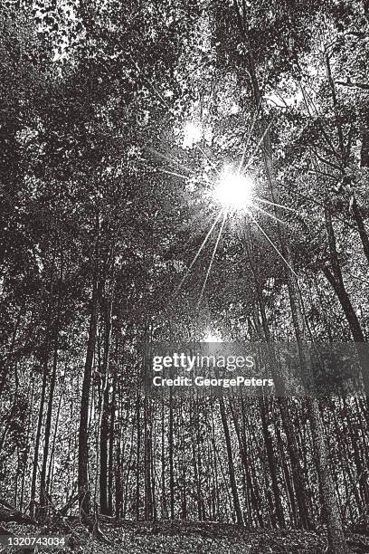 forest footpath with autumn leaves - tree from below stock illustrations