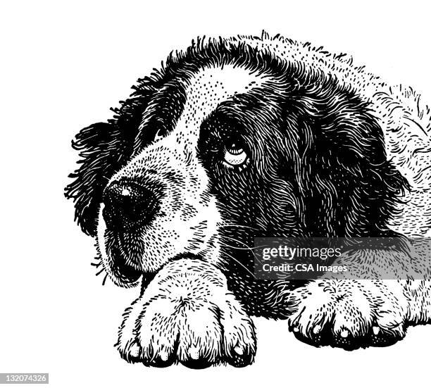 st. bernard dog - black and white dog stock illustrations