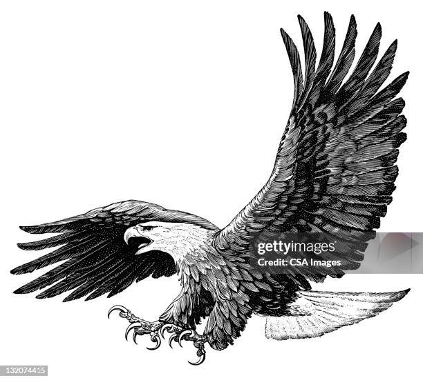 american eagle - bald eagle stock-grafiken, -clipart, -cartoons und -symbole