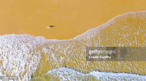 yellow sand beach with seagulls - seagull sea stock pictures, royalty-free photos & images