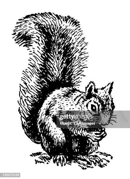 squirrel - squirrel stock illustrations