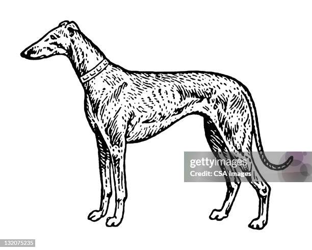 greyhound dog - pure bred dog stock illustrations