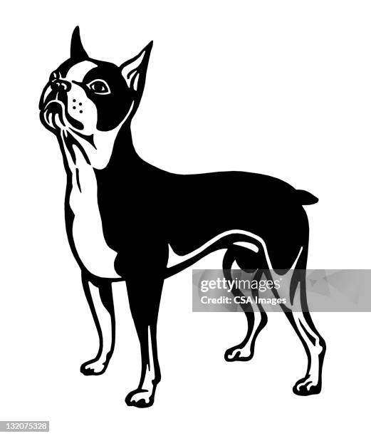ilustraciones, imágenes clip art, dibujos animados e iconos de stock de terrier de boston - mejor perro de la exposición de todas las razas