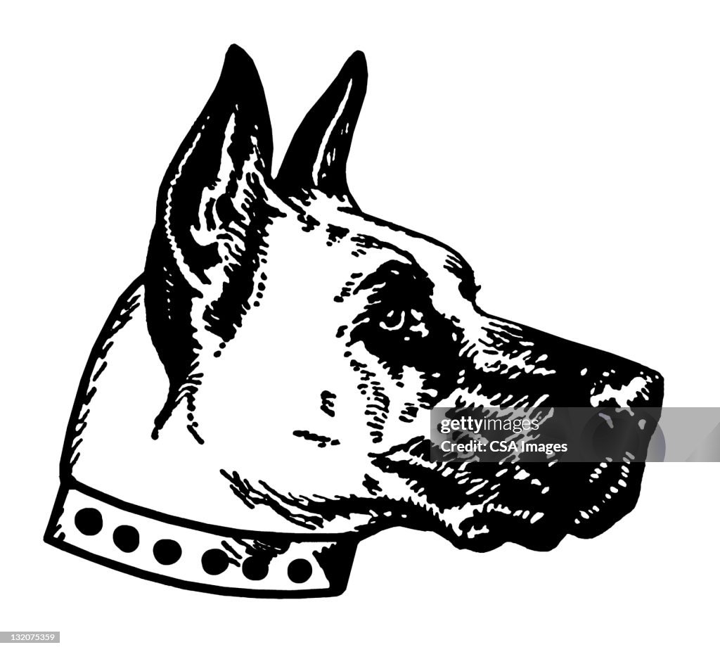 Great Dane Dog Head