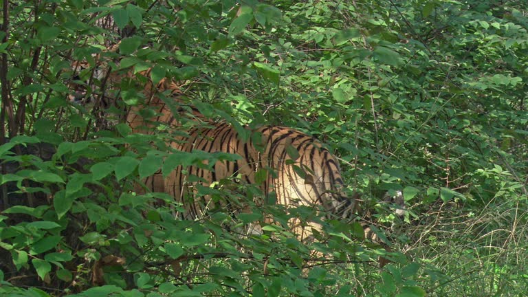 480 Funny Tiger Videos and HD Footage - Getty Images 480 Funny Tiger Videos and HD Footage - Getty Images
