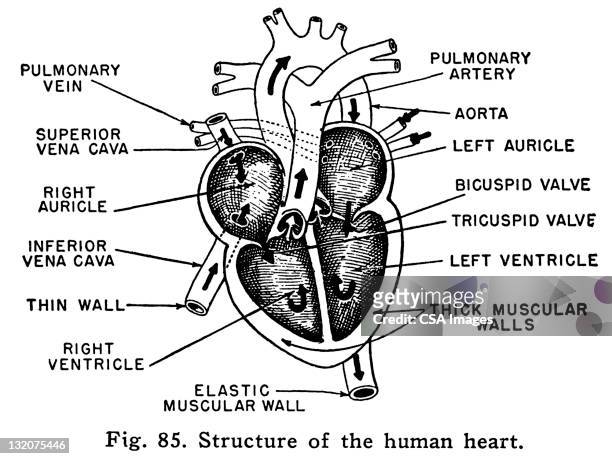 stockillustraties, clipart, cartoons en iconen met diagram of heart - cardiovascular system