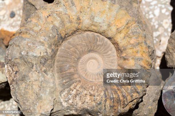 erfoud fossils, morocco - shell fossil stock pictures, royalty-free photos & images