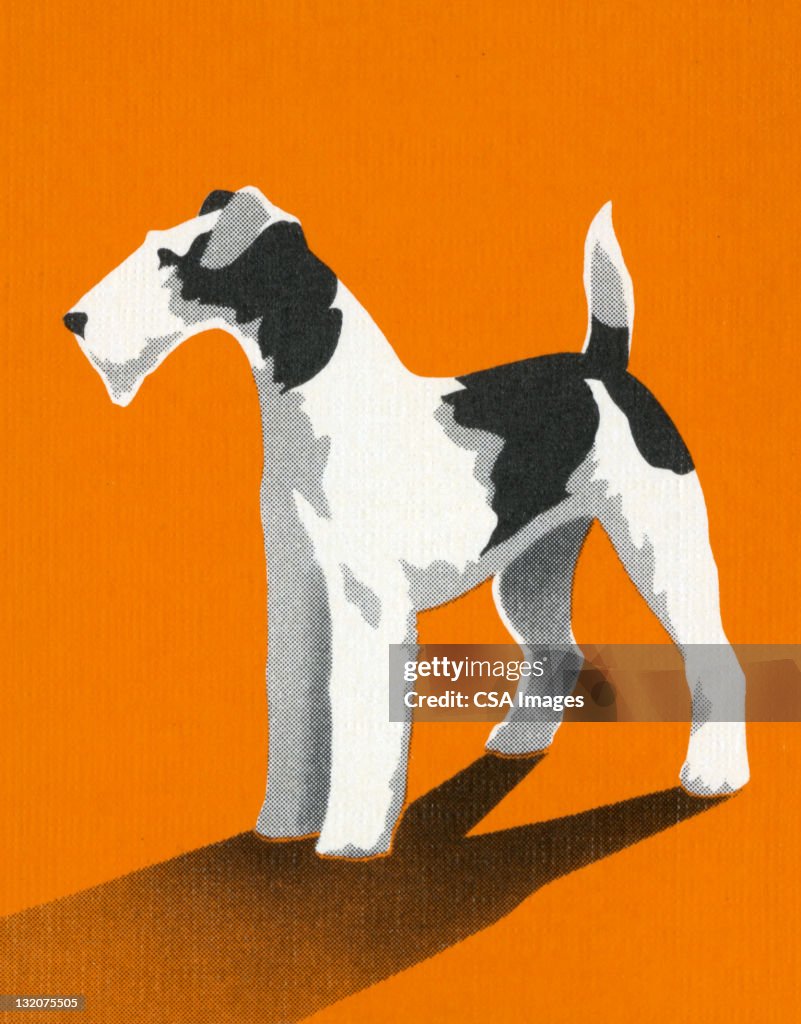 Wire Fox Terrier