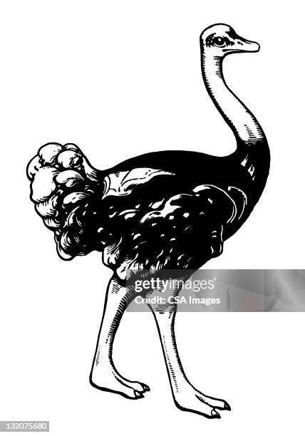 ostrich - ostrich stock illustrations