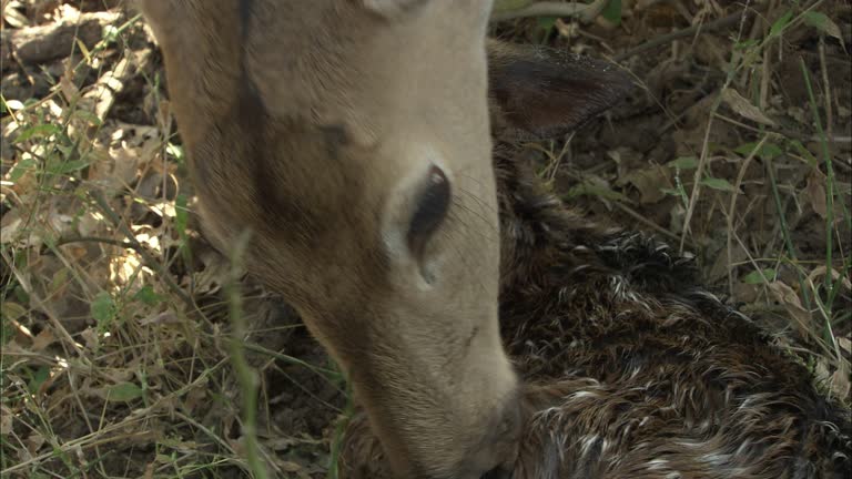 Animals Giving Birth Videos and HD Footage - Getty Images Animals Giving Birth Videos and HD Footage - Getty Images