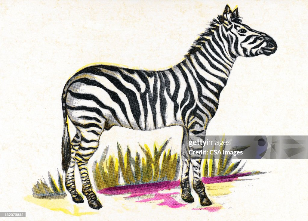 Zebra on White Background
