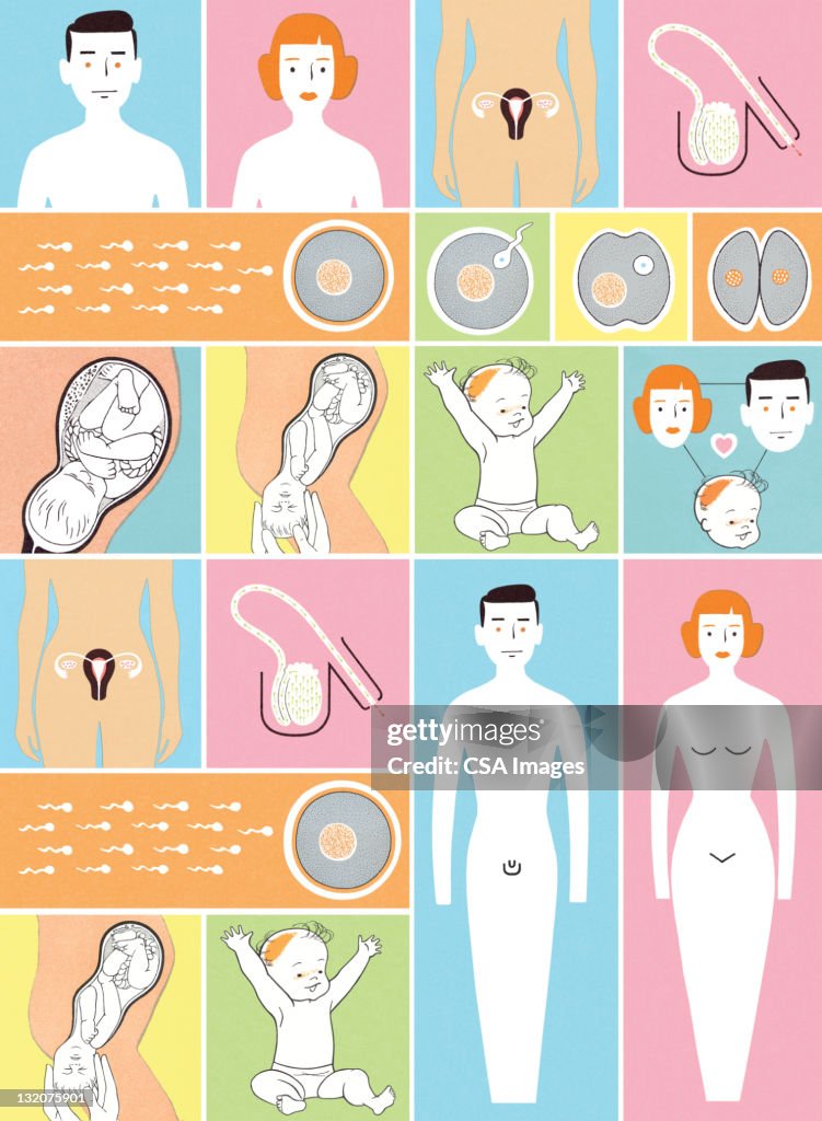 Kid Generation Process This Is How A Baby Is Made High-Res Vector Graphic - Getty Images