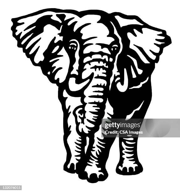 6,861 Elephant Black And White Photos and Premium High Res Pictures - Getty Images 6,861 Elephant Black And White Photos and Premium High Res Pictures - Getty Images