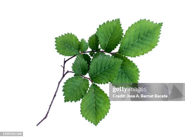 close-up of  small branch of a tree with green leaves on a white background, (ulmus minor). - alm bildbanksfoton och bilder