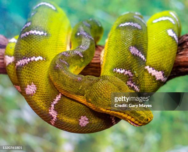 emerald tree boa tree snake coiled - boa constrictor stock pictures, royalty-free photos & images