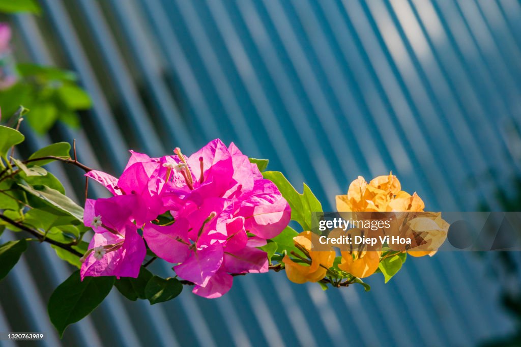 Bougainvillea