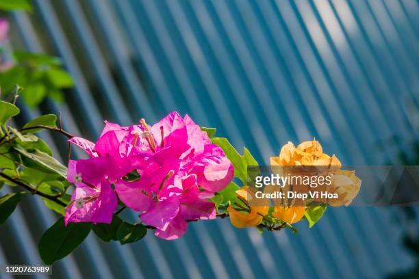 bougainvillea - bougainvillea stock pictures, royalty-free photos & images