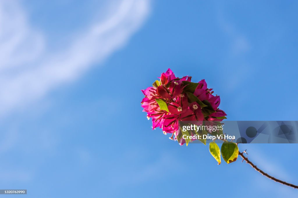 Bougainvillea