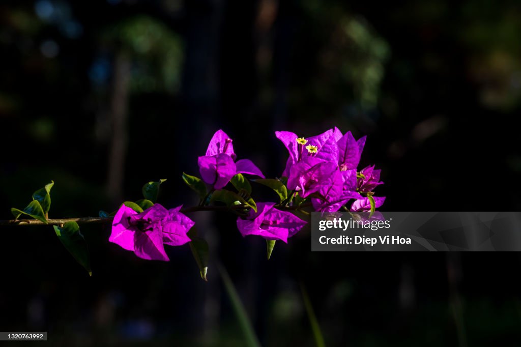 Bougainvillea