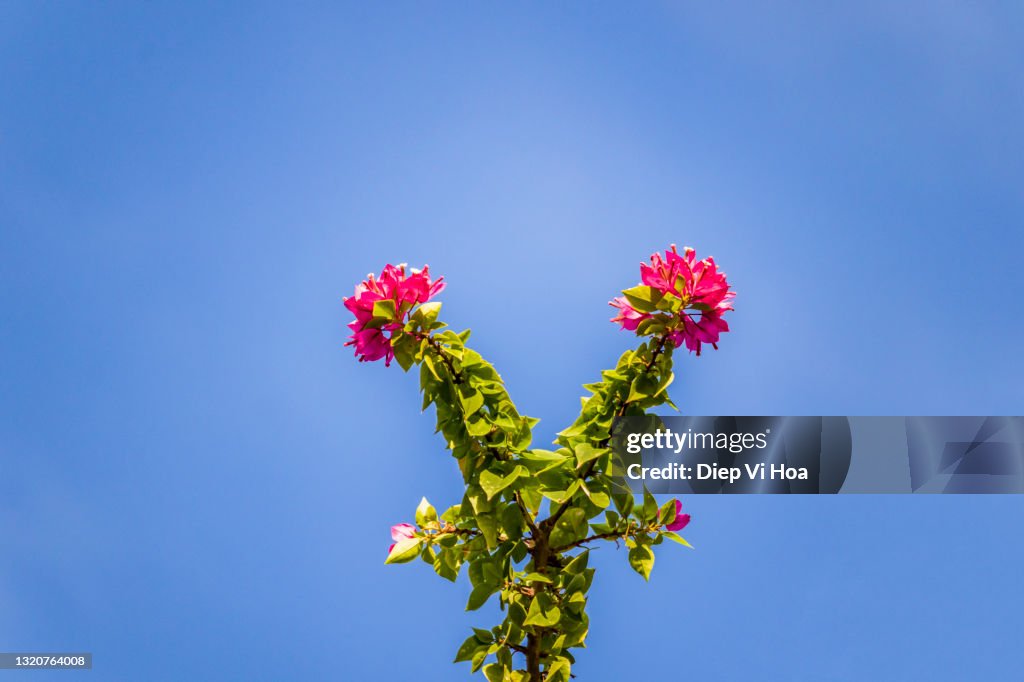 Bougainvillea