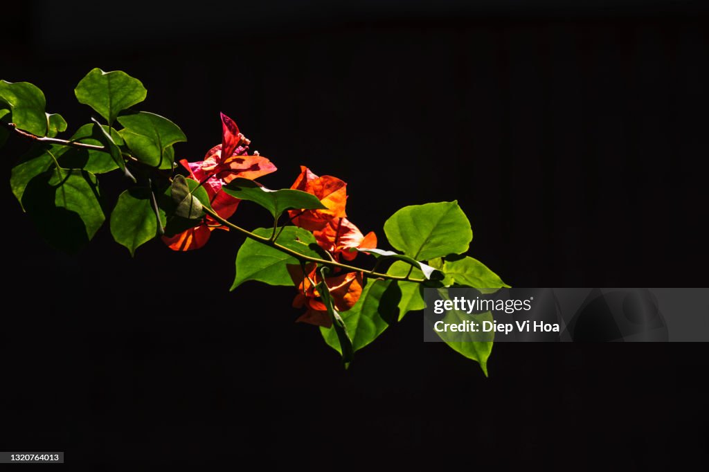Bougainvillea