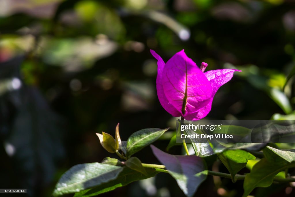Bougainvillea