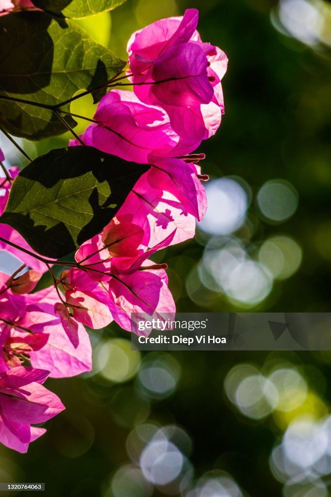 Bougainvillea