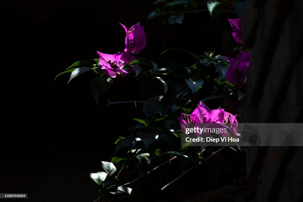 Bougainvillea