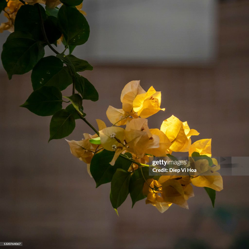 Bougainvillea