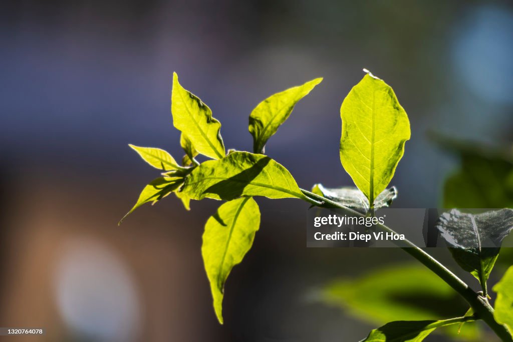 Bougainvillea
