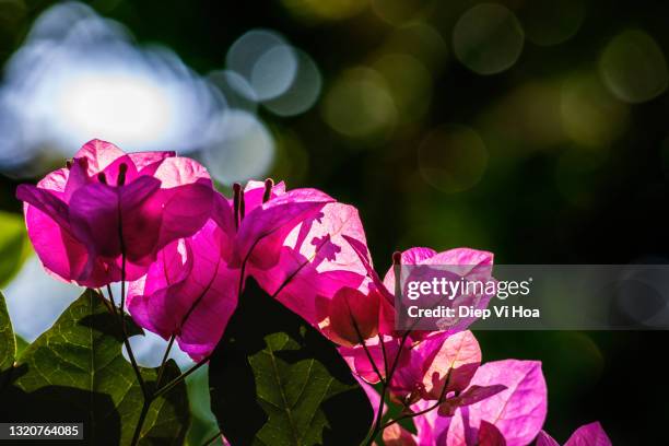Bougainvillea High-Res Stock Photo