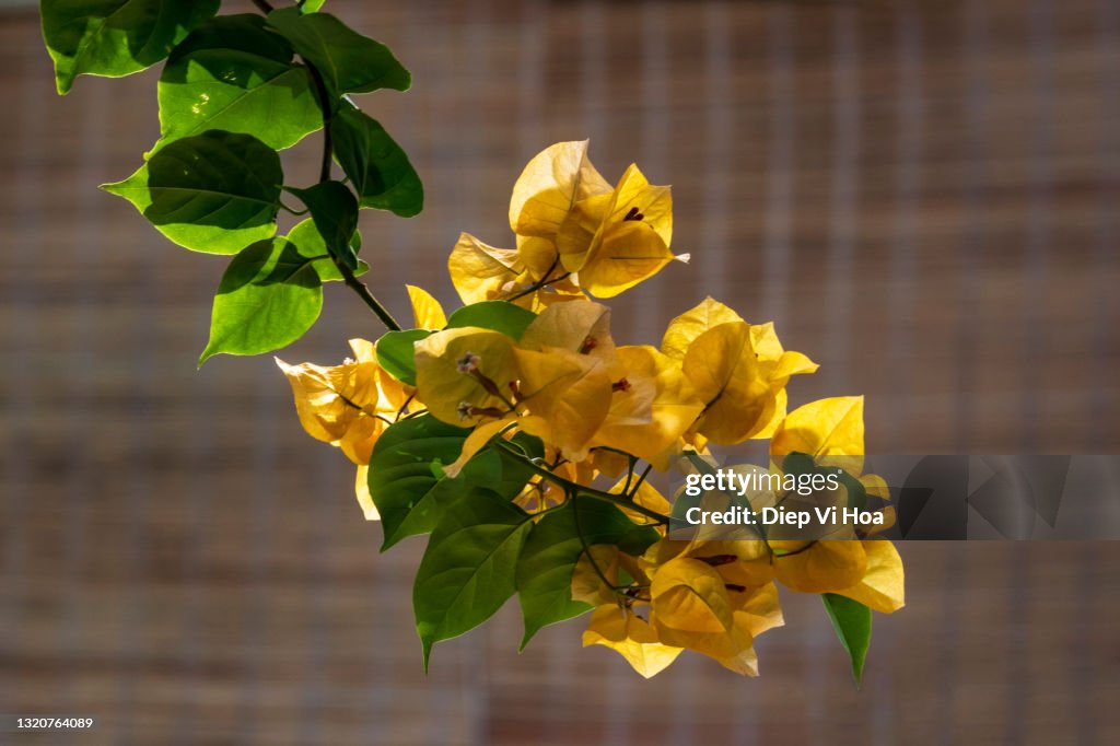 Bougainvillea