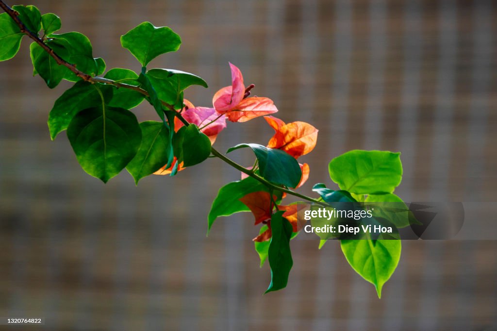 Bougainvillea