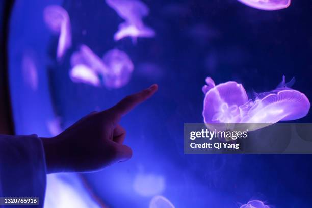 touching the jellyfish - biological immortality stock-fotos und bilder