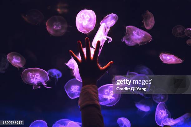 touching the jellyfish - staff at bristol zoo conduct their annual stocktake of the animals stockfoto's en -beelden