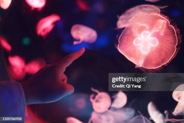 touching the jellyfish - augmented reality animal stock-fotos und bilder