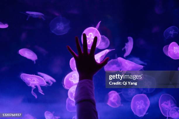 touching the jellyfish - biological immortality stock pictures, royalty-free photos & images