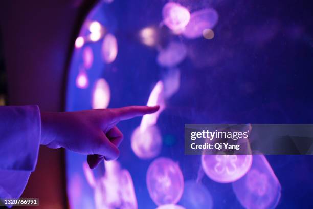 touching the jellyfish - biological immortality stock pictures, royalty-free photos & images