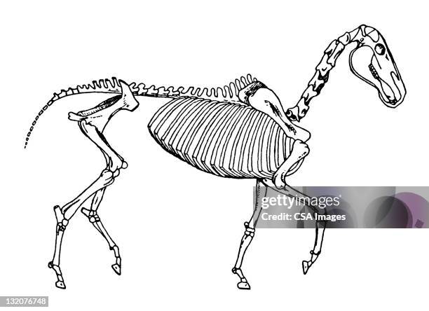 ilustraciones, imágenes clip art, dibujos animados e iconos de stock de esqueleto de caballo - vertebrae