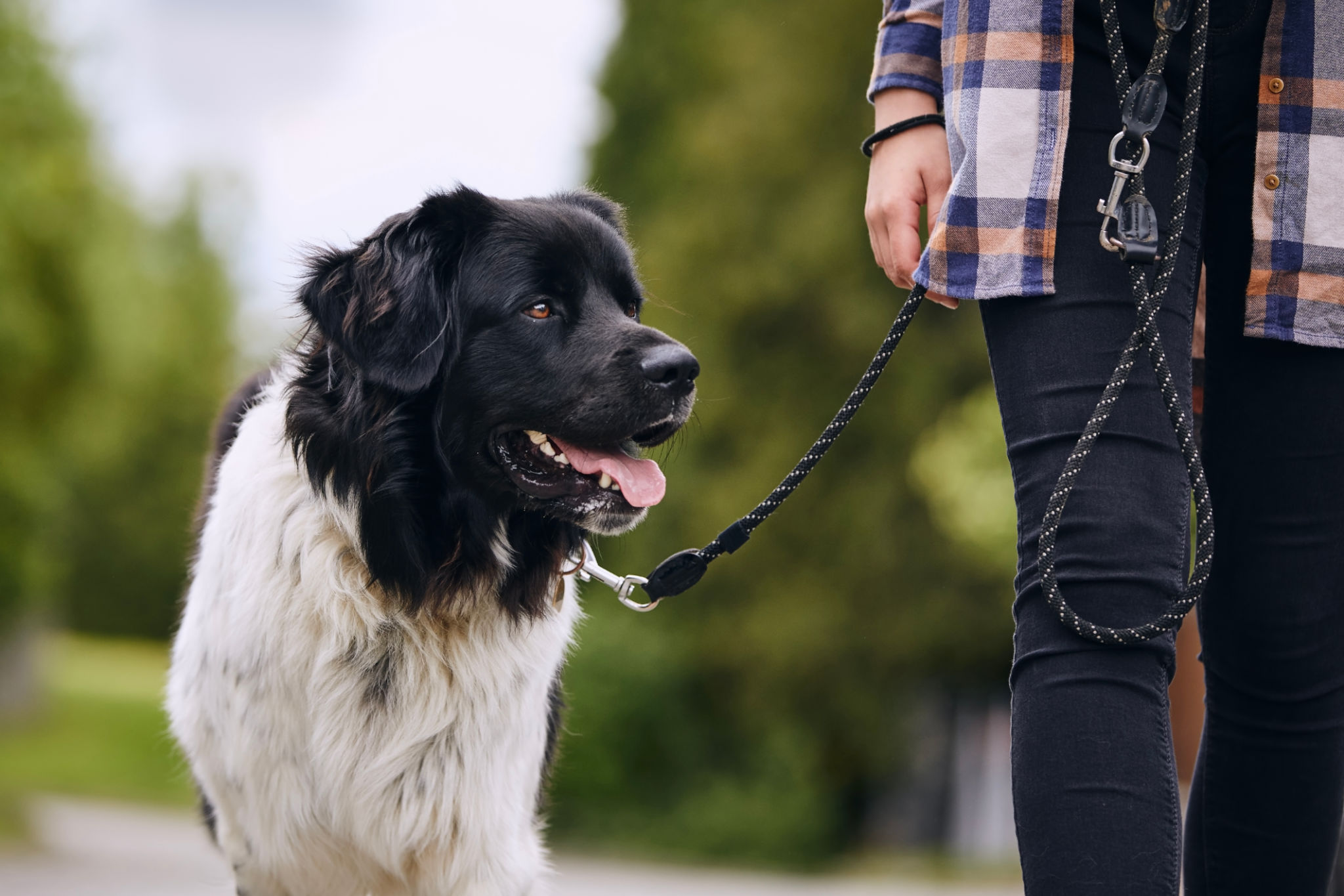 Happy Czech mountain dog walking on pet leash Happy Czech mountain dog walking on pet leash