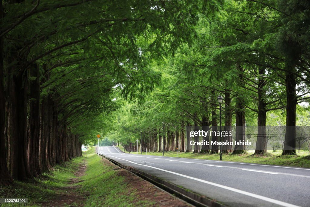 Makino Metasequoia's ( Dawn redwood's ) Tree-lined Avenue in early summer
