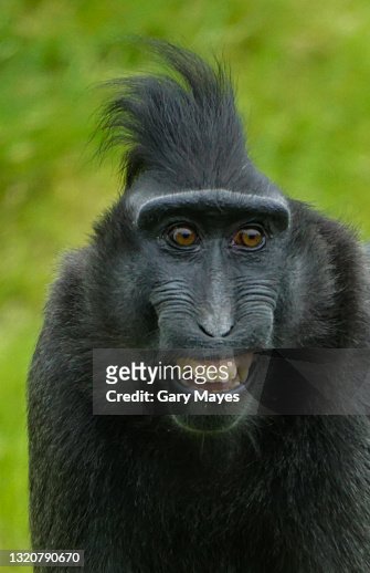 Monkey Face Funny Silly Facial Expressions High-Res Stock Photo - Getty  Images