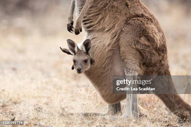 joey - kangaroo stock pictures, royalty-free photos & images