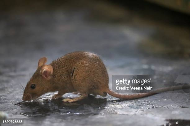 close-up of  brown rat/rodent - mini mouse stock pictures, royalty-free photos & images