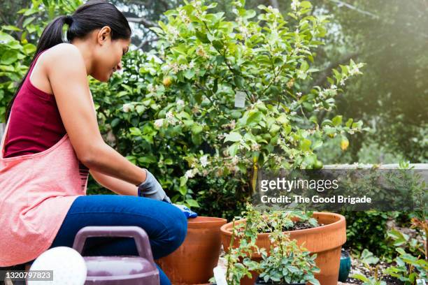 woman kneeling over potted plant in garden - lemon tree stock pictures, royalty-free photos & images